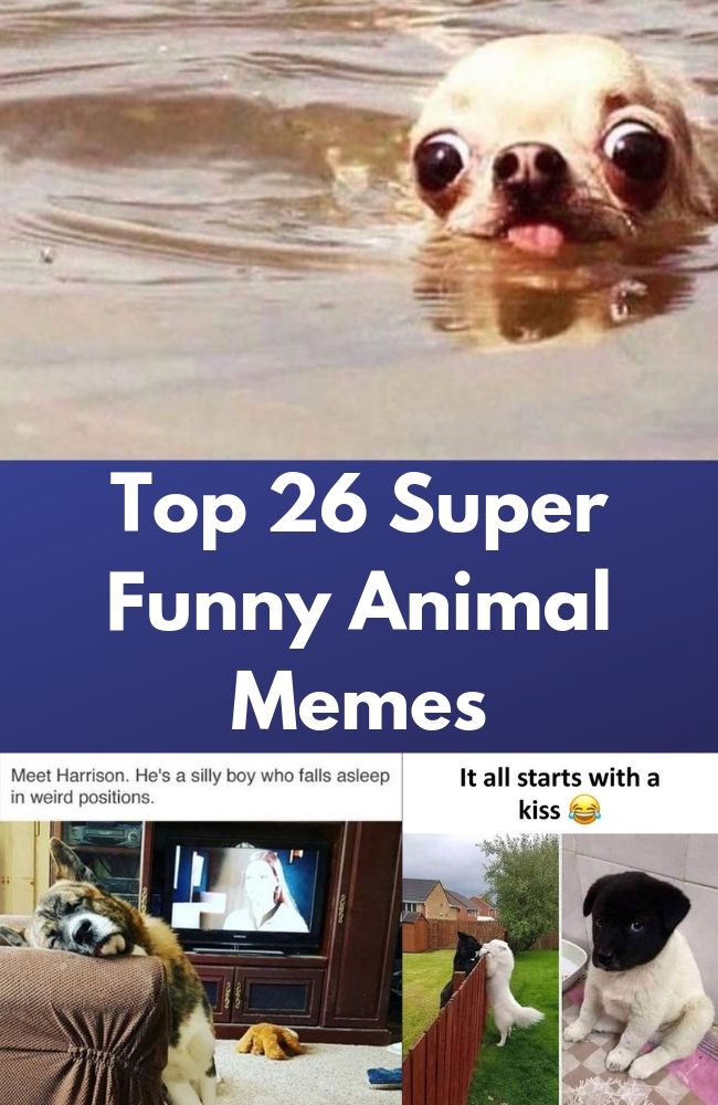 Top 26 Super Funny Animal Memes - Keyword Memes