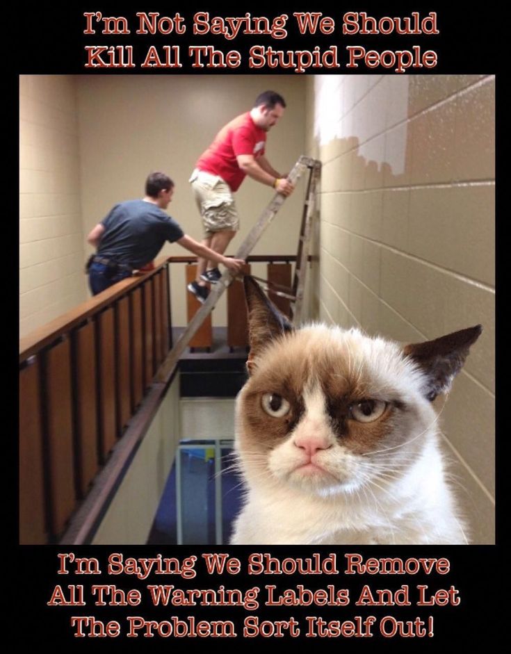 18-Cat-Memes-Hilarious-1.jpg
