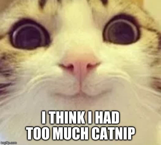 19 Cat Memes Laughing So Hard 15