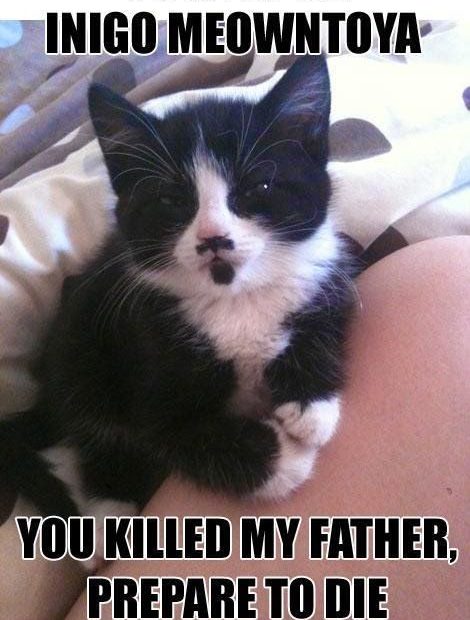 19 Grumpy Cat Memes 15